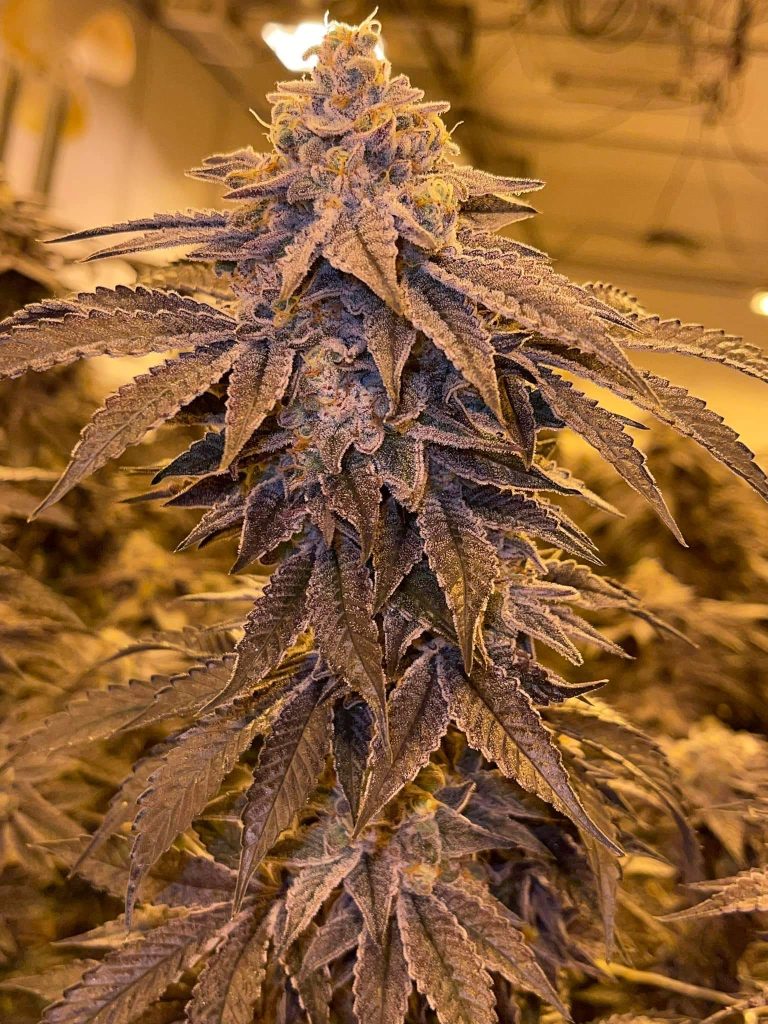 A plant that is almost finished. Results of the UV Growlight.